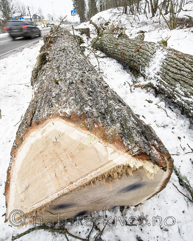 BB_20181215_0021 / Quercus robur / Sommereik