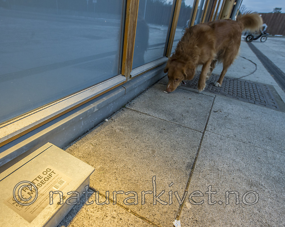 BB_20181223_0003 / Canis lupus familiaris / Hund