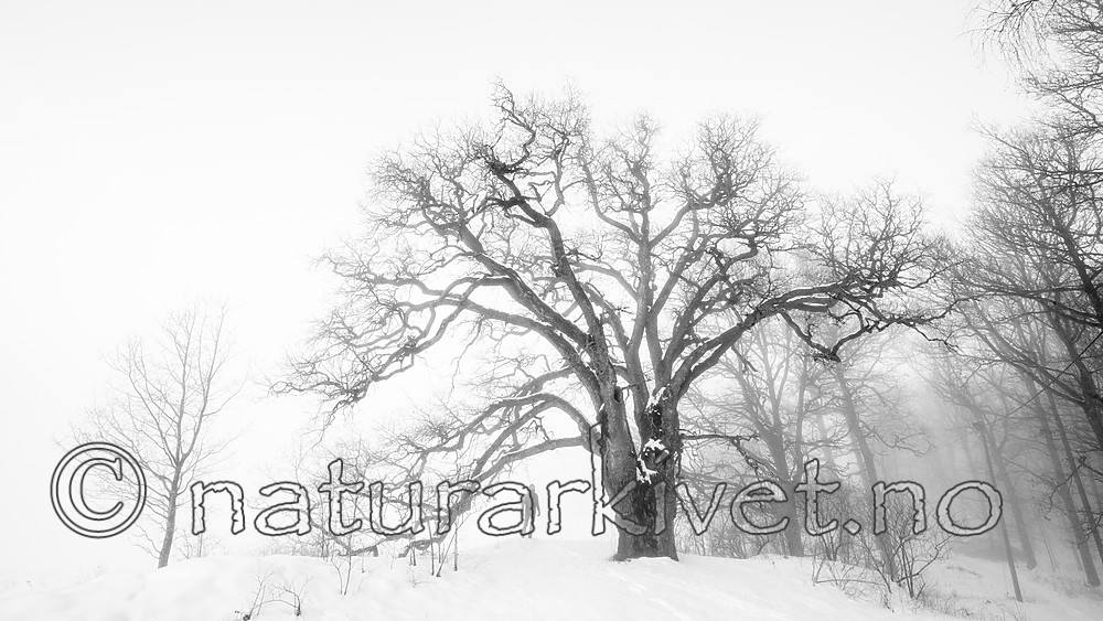 BB_20190120_0044 / Quercus robur / Sommereik