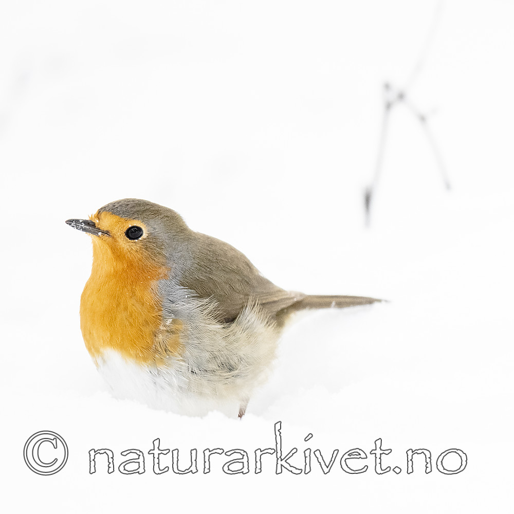 BB_20190121_0007 / Erithacus rubecula / Rødstrupe