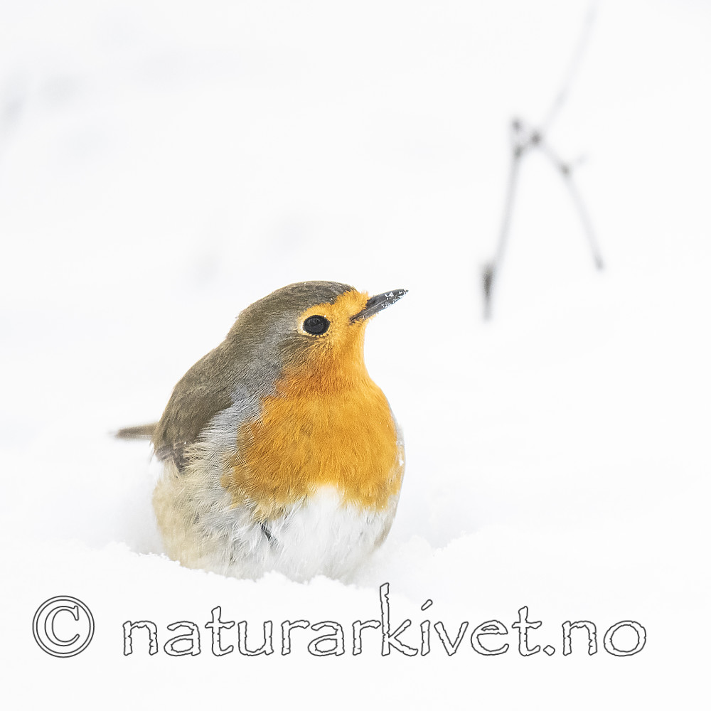 BB_20190121_0008 / Erithacus rubecula / Rødstrupe