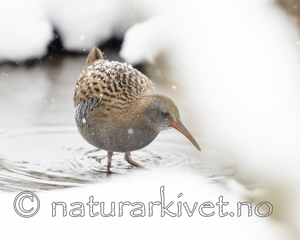 BB_20190128_0106 / Rallus aquaticus / Vannrikse