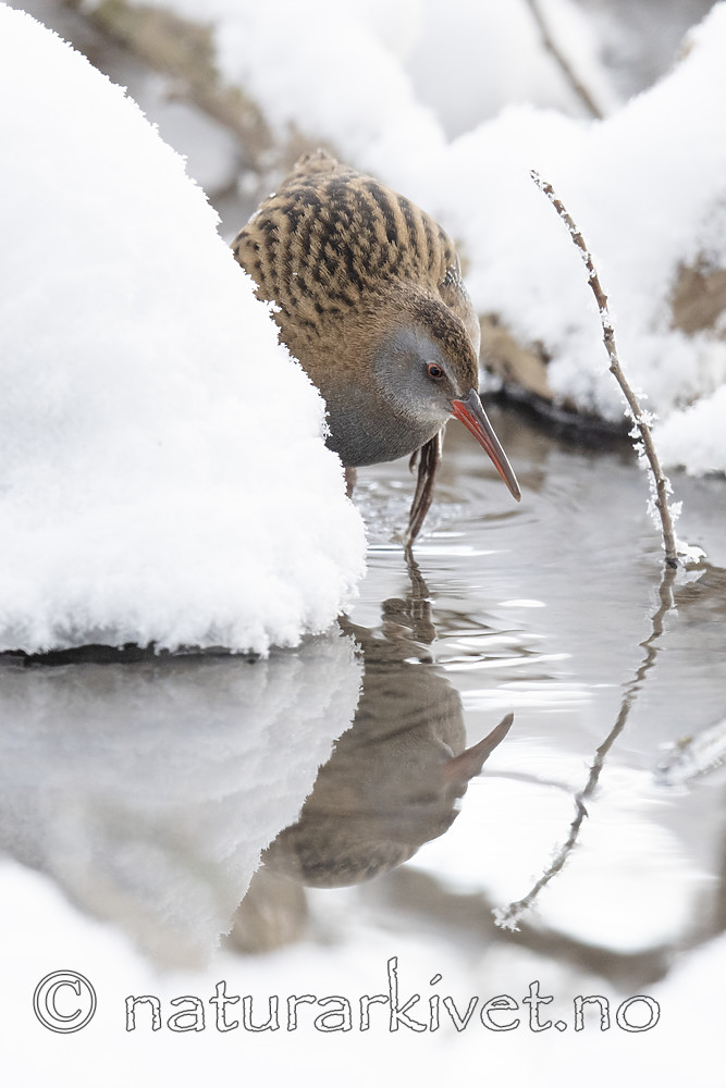 BB_20190129_0042 / Rallus aquaticus / Vannrikse