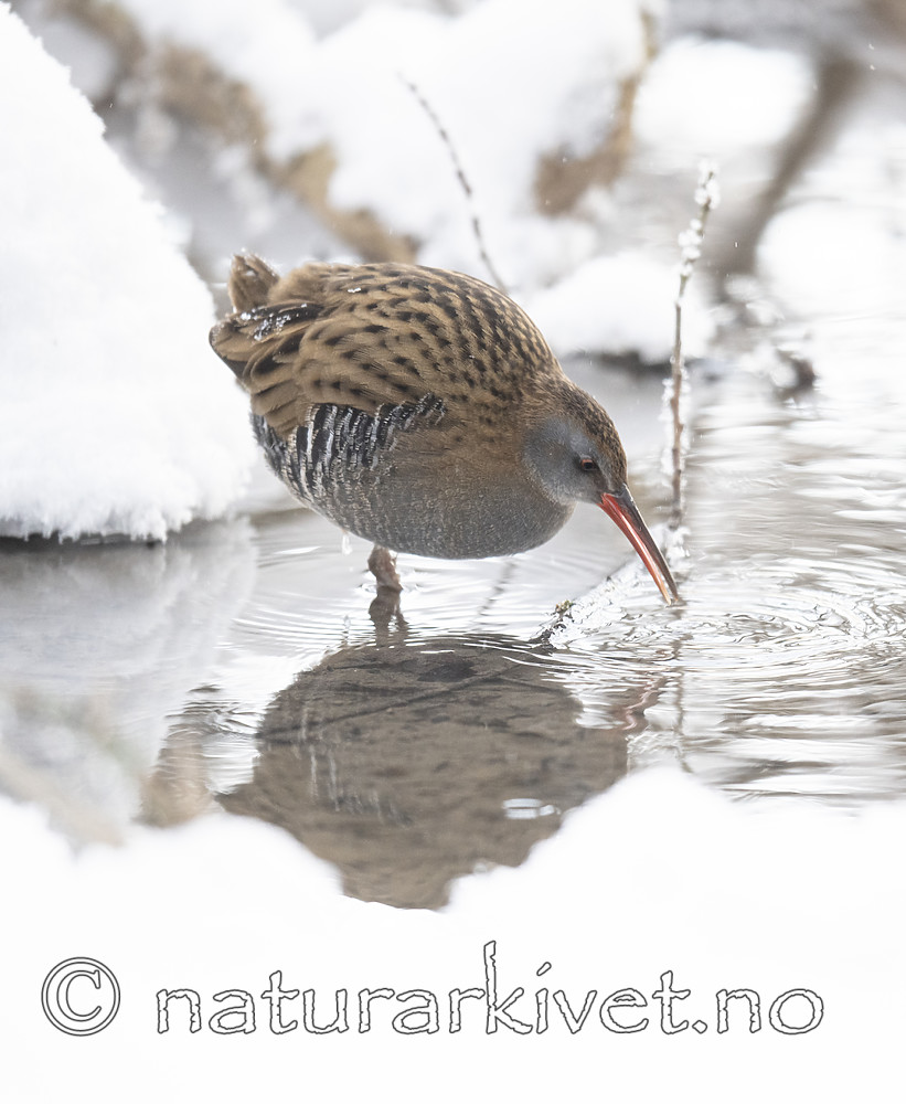 BB_20190129_0061 / Rallus aquaticus / Vannrikse