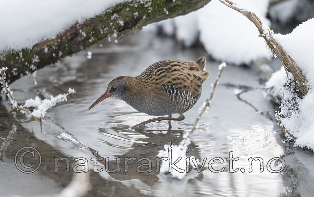 BB_20190129_0079 / Rallus aquaticus / Vannrikse