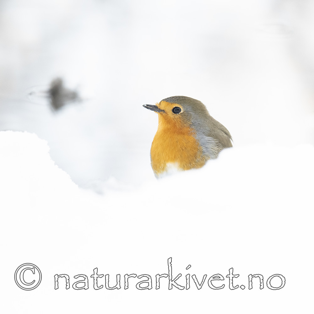 BB_20190129_0098 / Erithacus rubecula / Rødstrupe