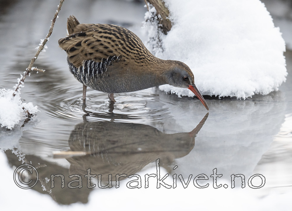 BB_20190129_0124 / Rallus aquaticus / Vannrikse