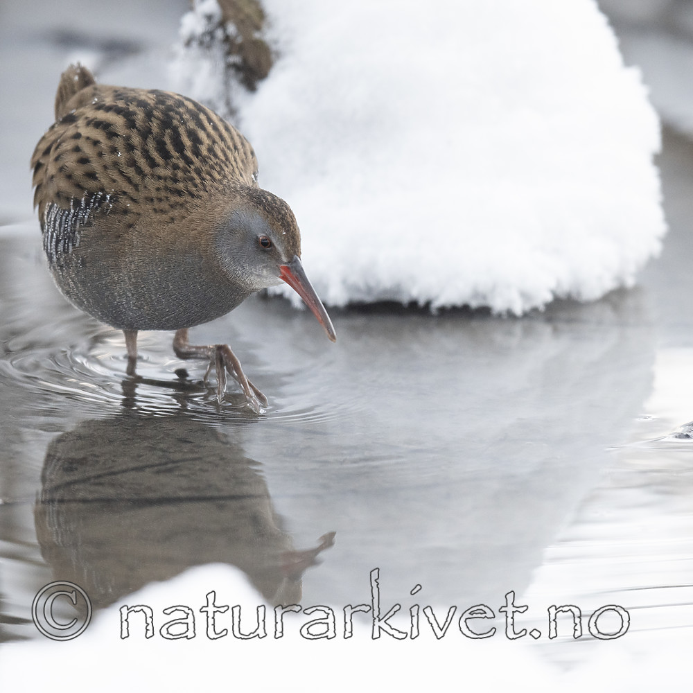 BB_20190129_0128 / Rallus aquaticus / Vannrikse