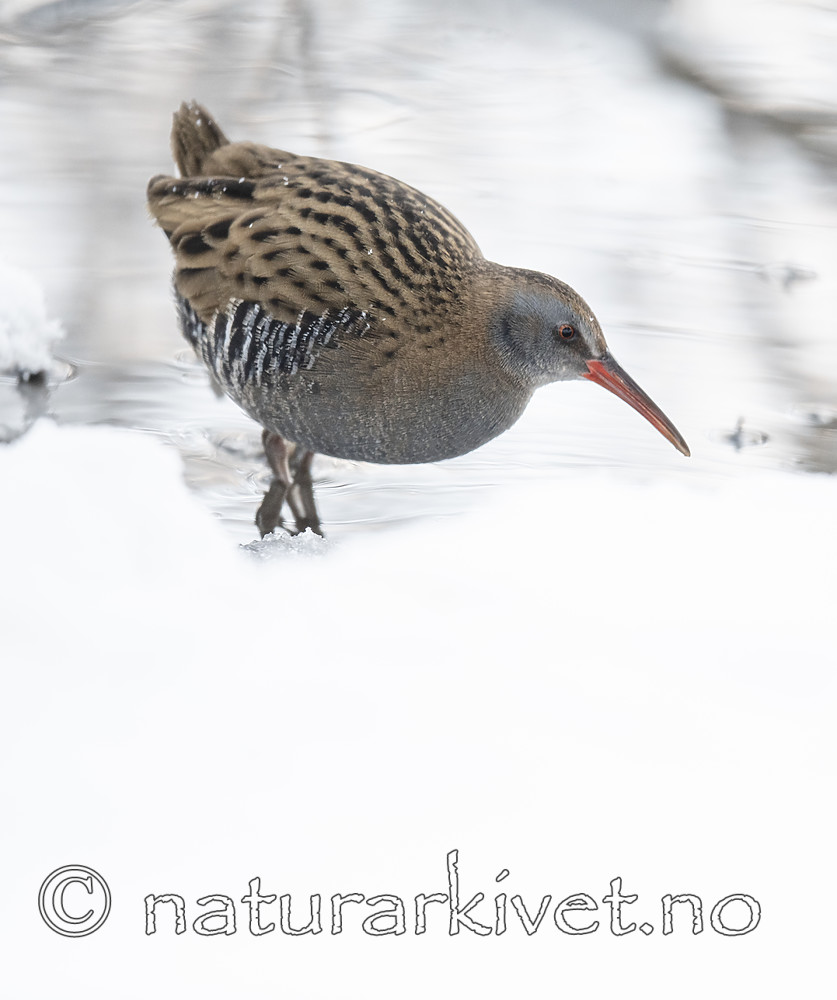 BB_20190129_0140 / Rallus aquaticus / Vannrikse