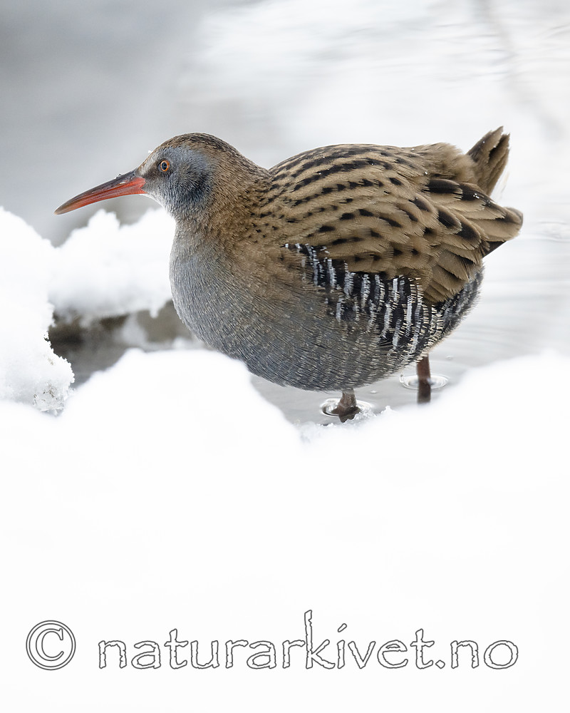 BB_20190129_0143 / Rallus aquaticus / Vannrikse