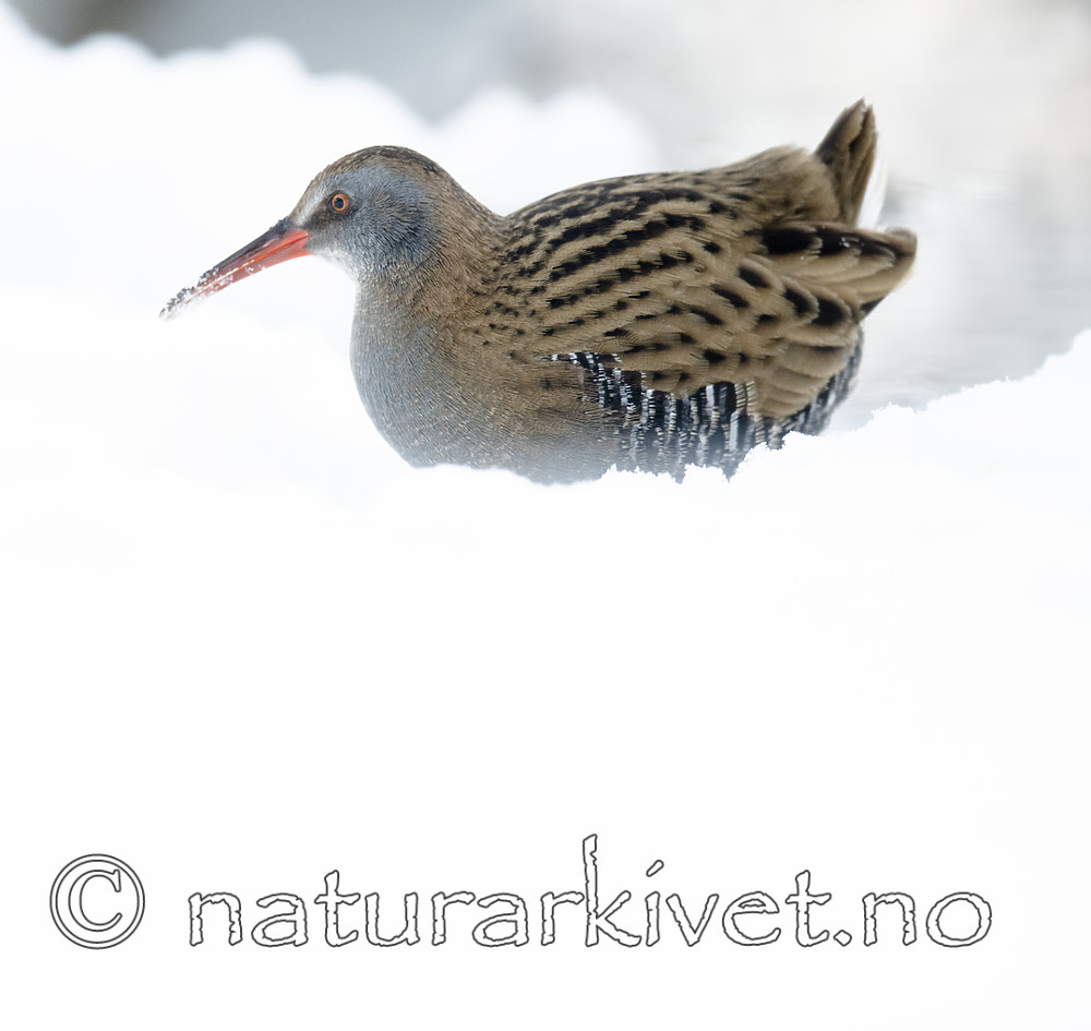BB_20190129_0165 / Rallus aquaticus / Vannrikse