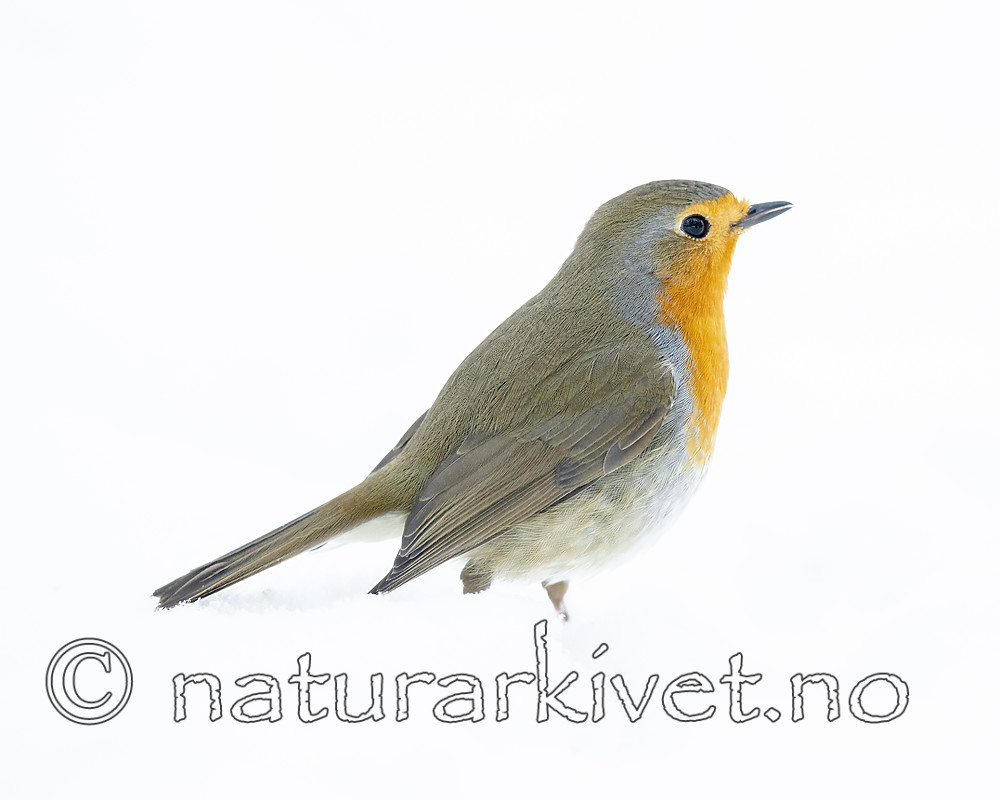 BB_20190129_0188 / Erithacus rubecula / Rødstrupe