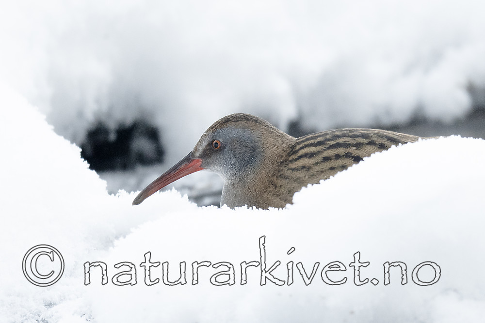 BB_20190129_0190 / Rallus aquaticus / Vannrikse