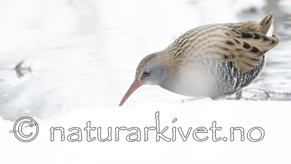 BB_20190129_0209 / Rallus aquaticus / Vannrikse