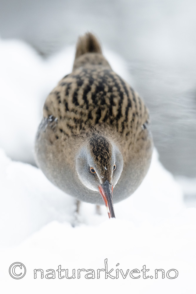 BB_20190129_0211 / Rallus aquaticus / Vannrikse