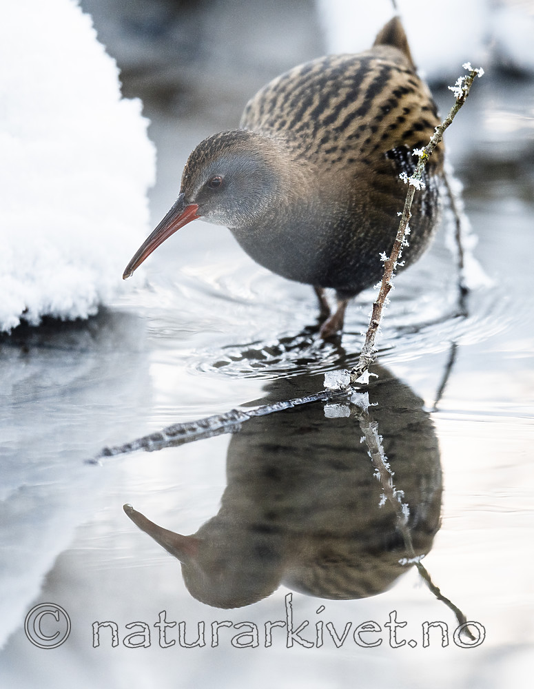 BB_20190129_0276 / Rallus aquaticus / Vannrikse