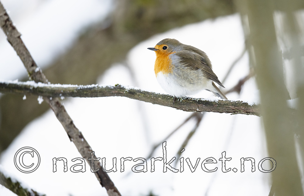 BB_20190129_0309 / Erithacus rubecula / Rødstrupe