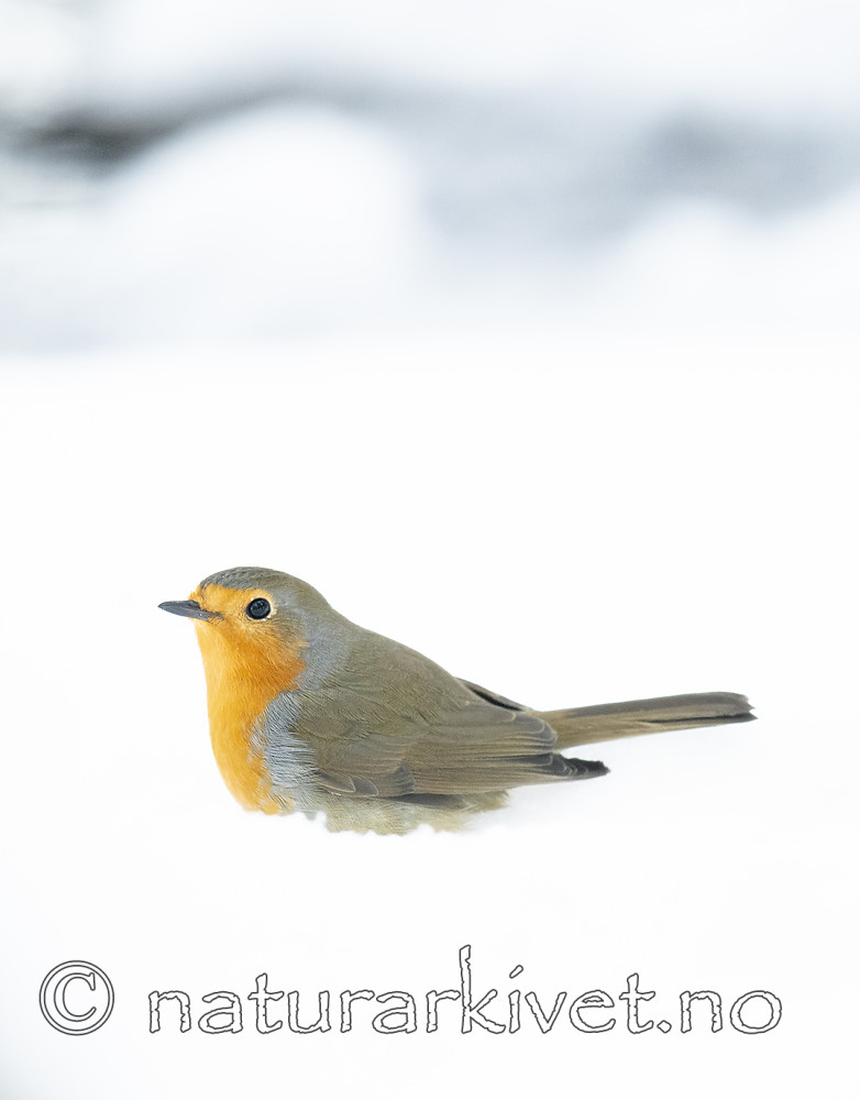 BB_20190129_0317 / Erithacus rubecula / Rødstrupe