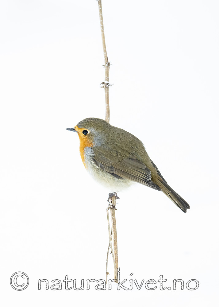 BB_20190129_0335 / Erithacus rubecula / Rødstrupe