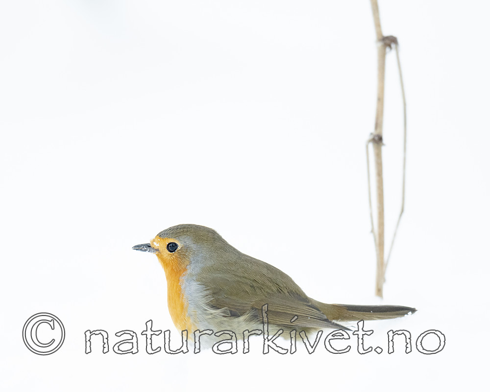 BB_20190129_0337 / Erithacus rubecula / Rødstrupe