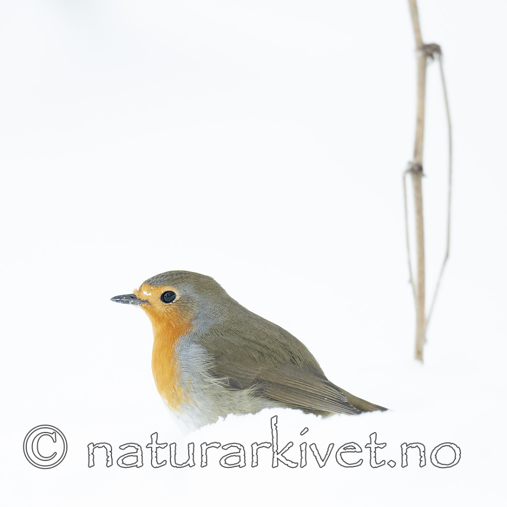 BB_20190129_0338 / Erithacus rubecula / Rødstrupe