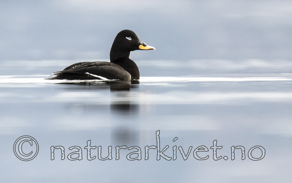 BB_20190302_0286 / Melanitta fusca / Sjøorre