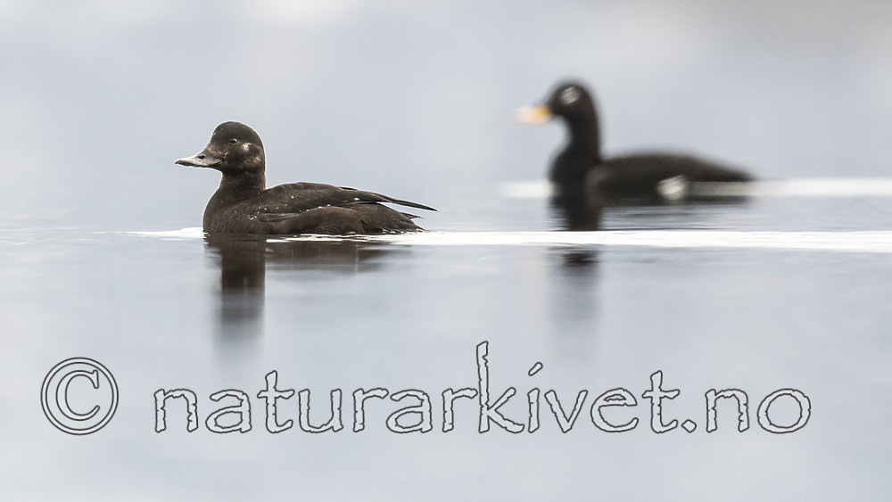 BB_20190302_0312 / Melanitta fusca / Sjøorre