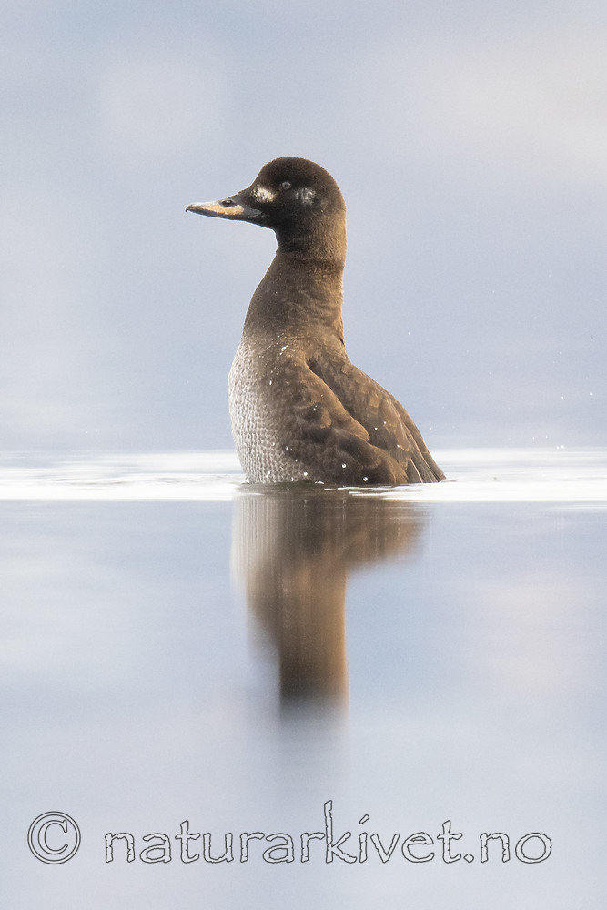 BB_20190302_0340 / Melanitta fusca / Sjøorre