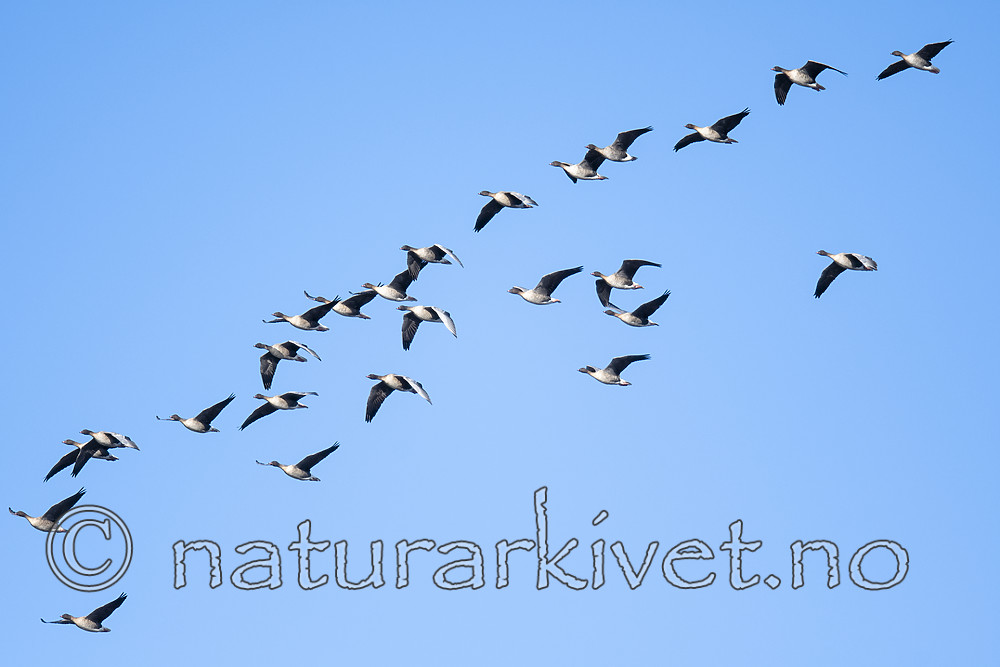 BB_20190323_0069 / Anser brachyrhynchus / Kortnebbgås