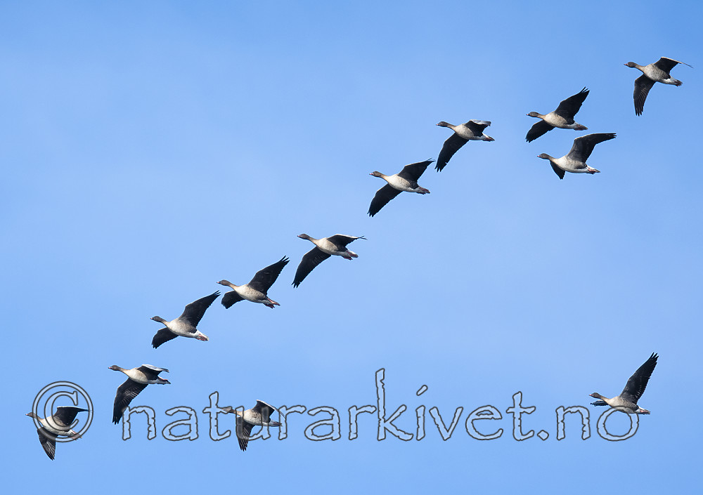 BB_20190323_0075 / Anser brachyrhynchus / Kortnebbgås