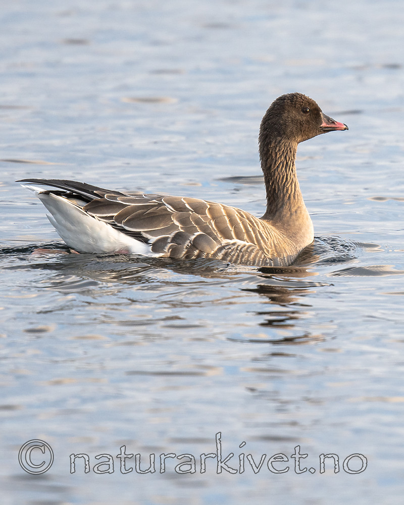 BB_20190325_0044 / Anser brachyrhynchus / Kortnebbgås