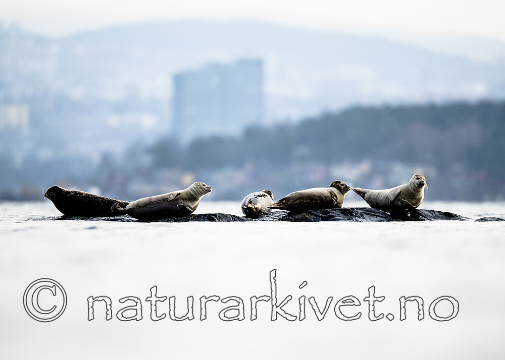 BB_20190406_0298 / Phoca vitulina / Steinkobbe