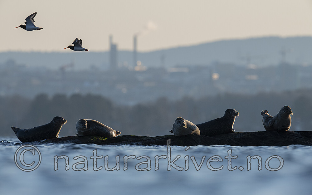 BB_20190407_0560 / Haematopus ostralegus / Tjeld <br /> Phoca vitulina / Steinkobbe
