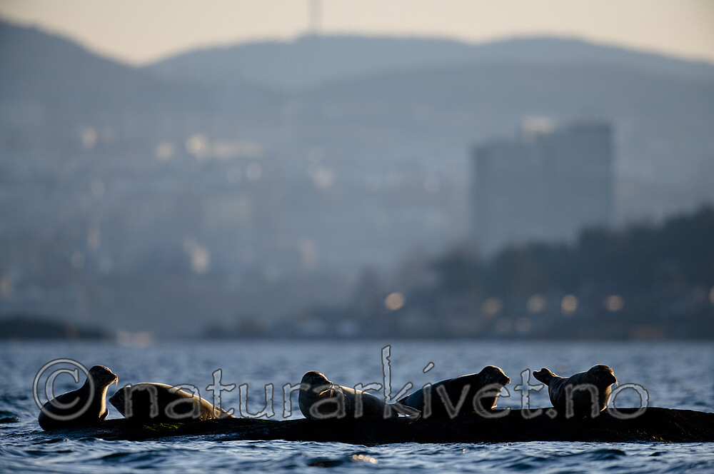 BB_20190407_0635 / Phoca vitulina / Steinkobbe