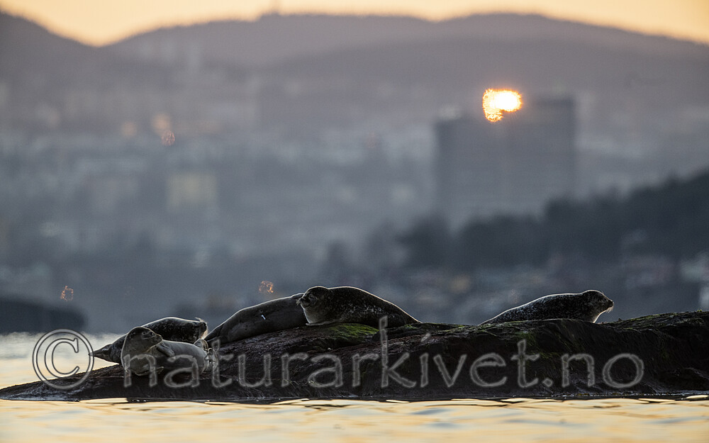 BB_20190412_0057 / Phoca vitulina / Steinkobbe