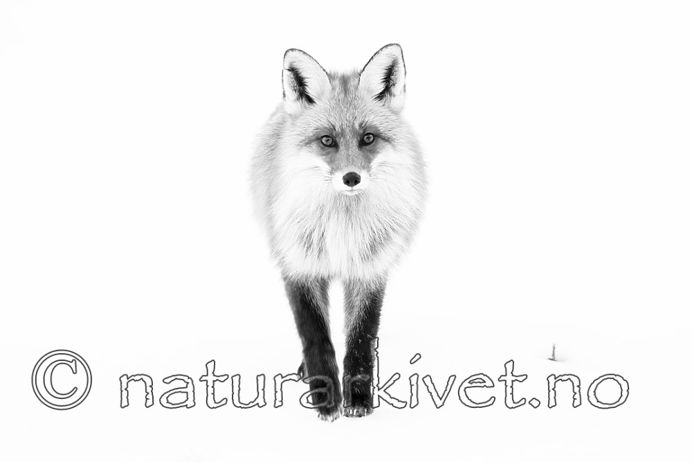 BB_20190419_0034-2 / Vulpes vulpes / Rødrev