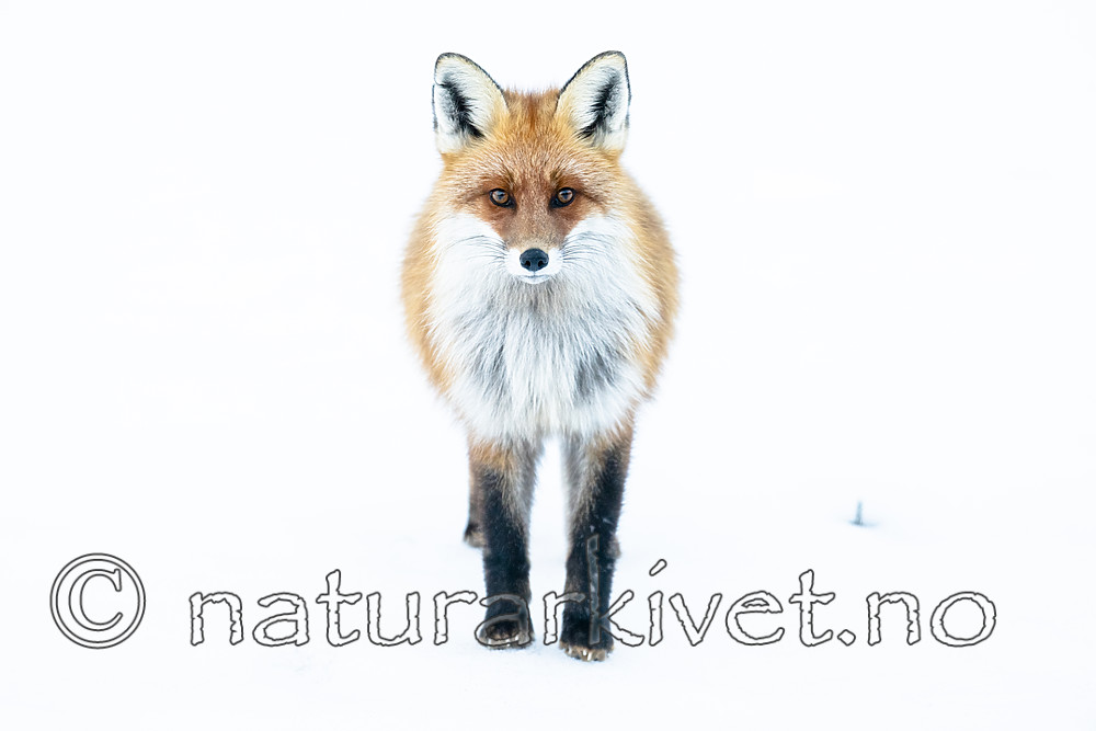 BB_20190419_0048 / Vulpes vulpes / Rødrev