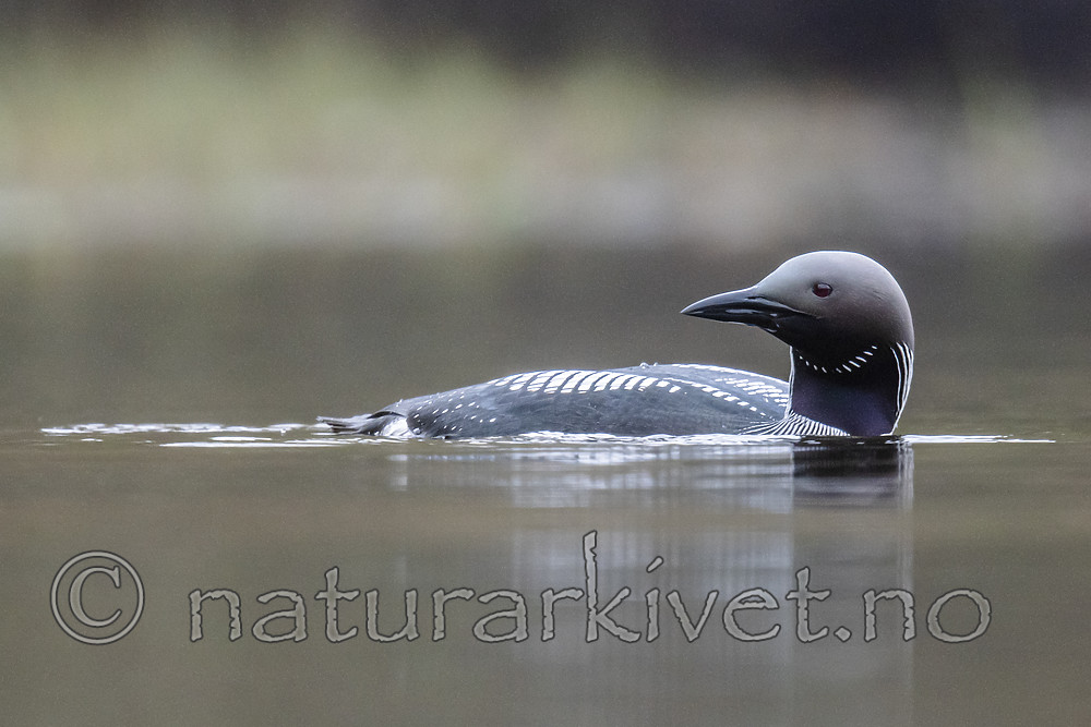BB_20190428_0131 / Gavia arctica / Storlom