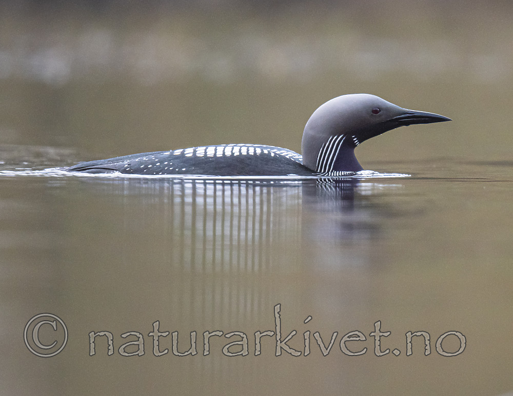 BB_20190428_0173 / Gavia arctica / Storlom