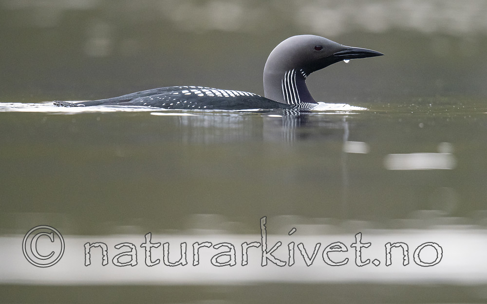 BB_20190428_0188 / Gavia arctica / Storlom