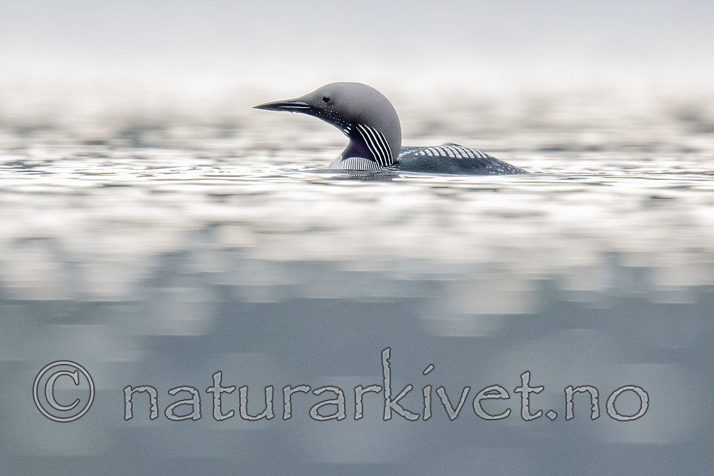 BB_20190428_0546 / Gavia arctica / Storlom