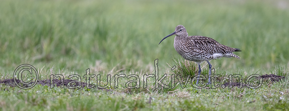 BB_20190501_0102 / Numenius arquata / Storspove