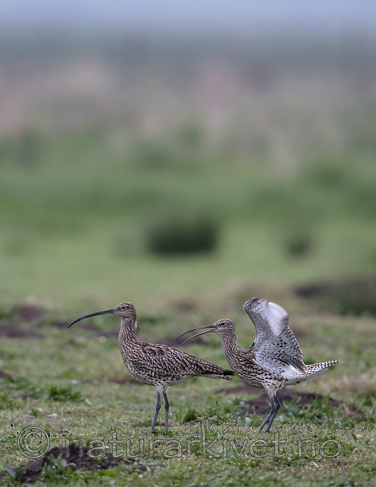 BB_20190501_0179 / Numenius arquata / Storspove