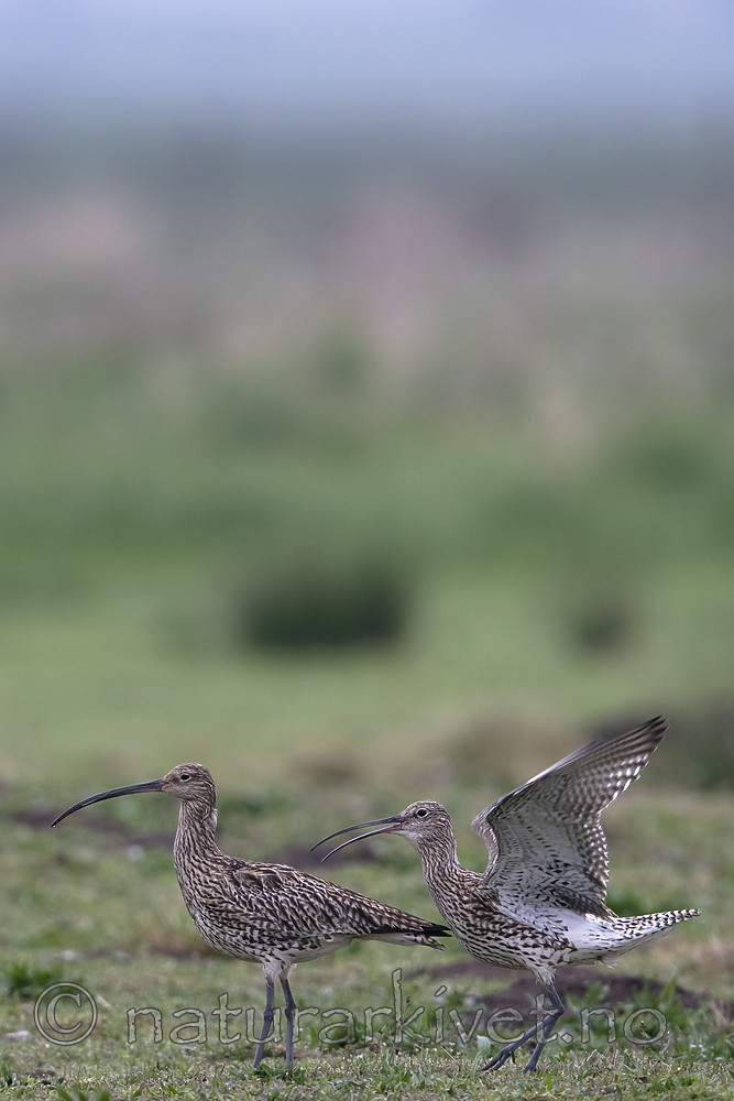 BB_20190501_0180 / Numenius arquata / Storspove