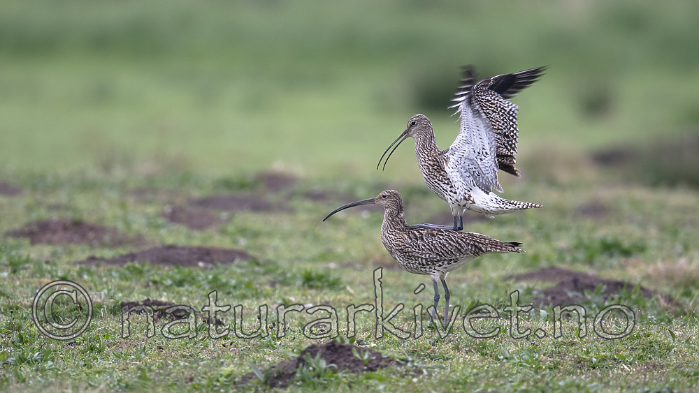 BB_20190501_0197 / Numenius arquata / Storspove