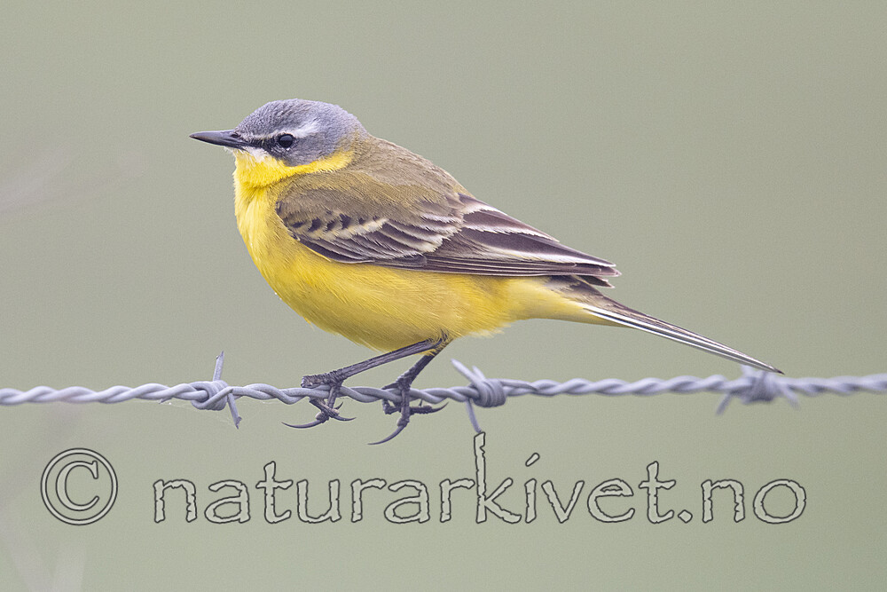 BB_20190501_0232 / Motacilla flava / Gulerle