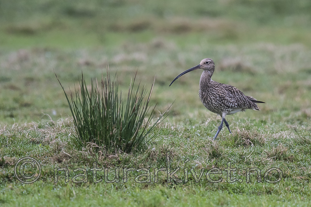 BB_20190501_0238 / Numenius arquata / Storspove