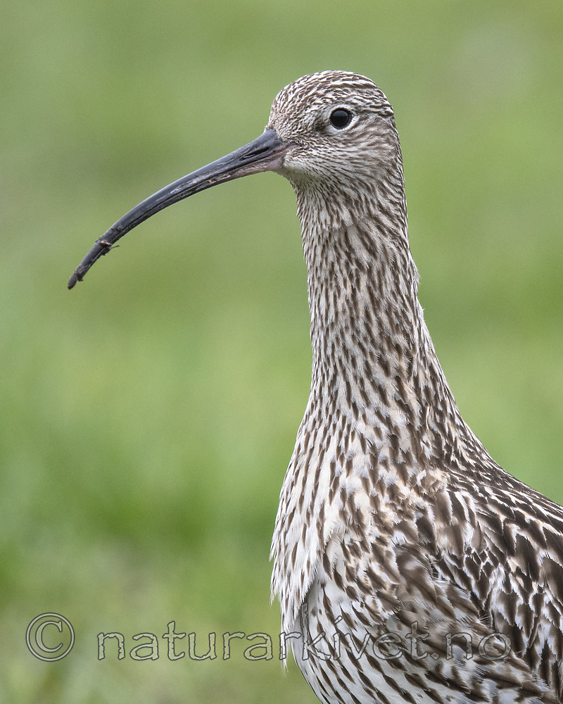 BB_20190501_0418-2 / Numenius arquata / Storspove