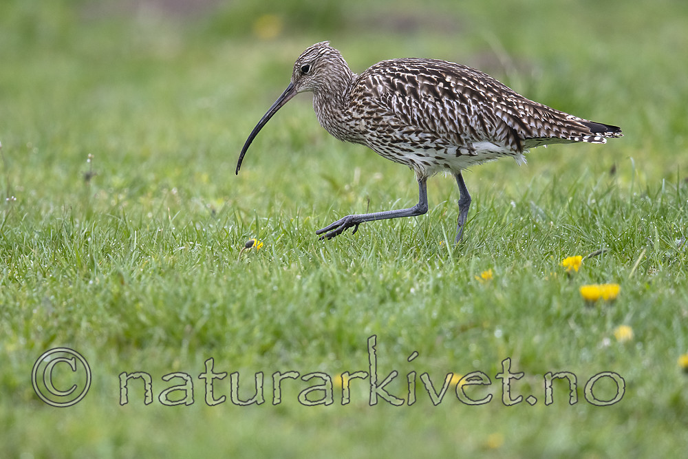 BB_20190501_0441 / Numenius arquata / Storspove
