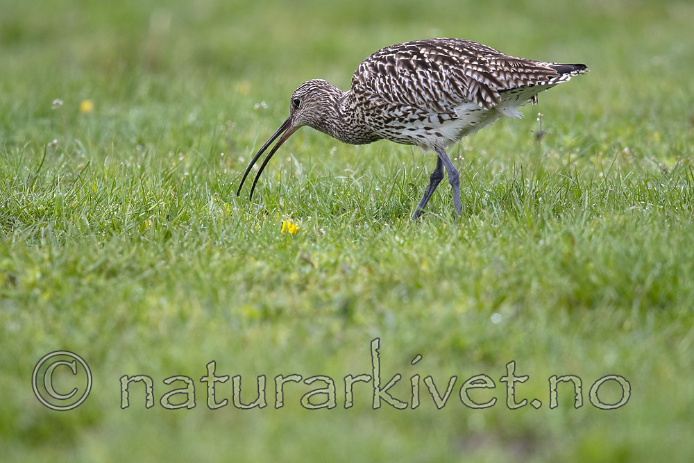 BB_20190501_0448 / Numenius arquata / Storspove